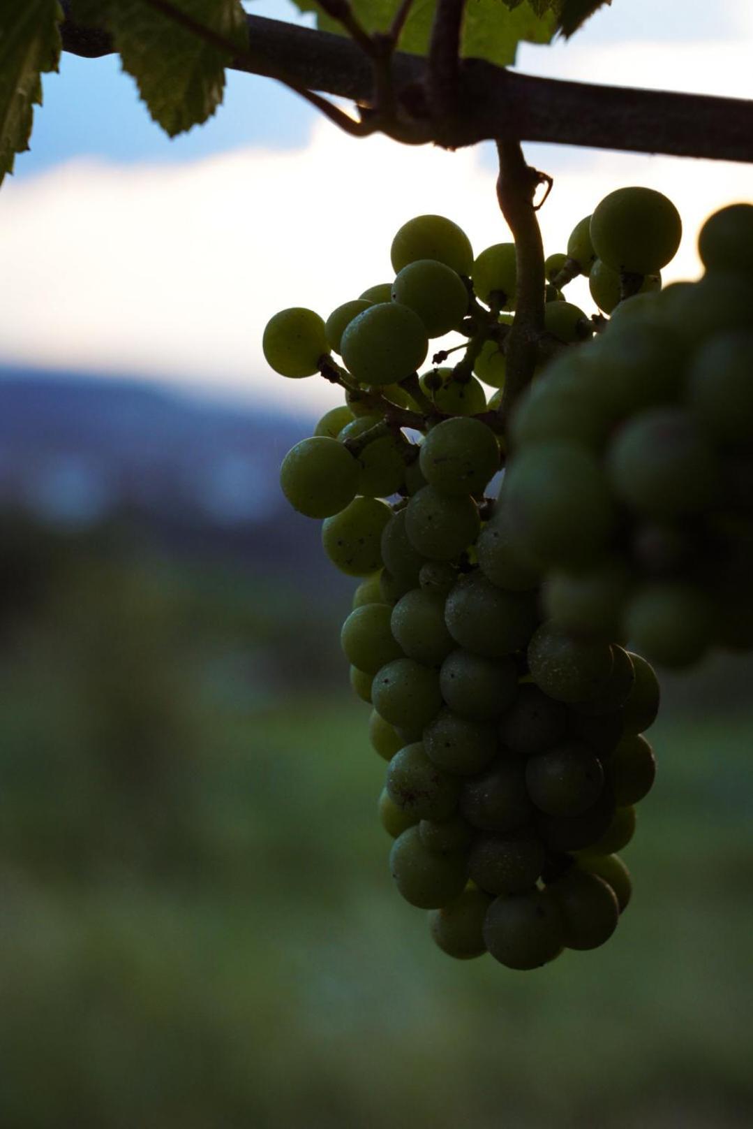 Pikol Lake Village Wine Estate Нова-Горица Экстерьер фото