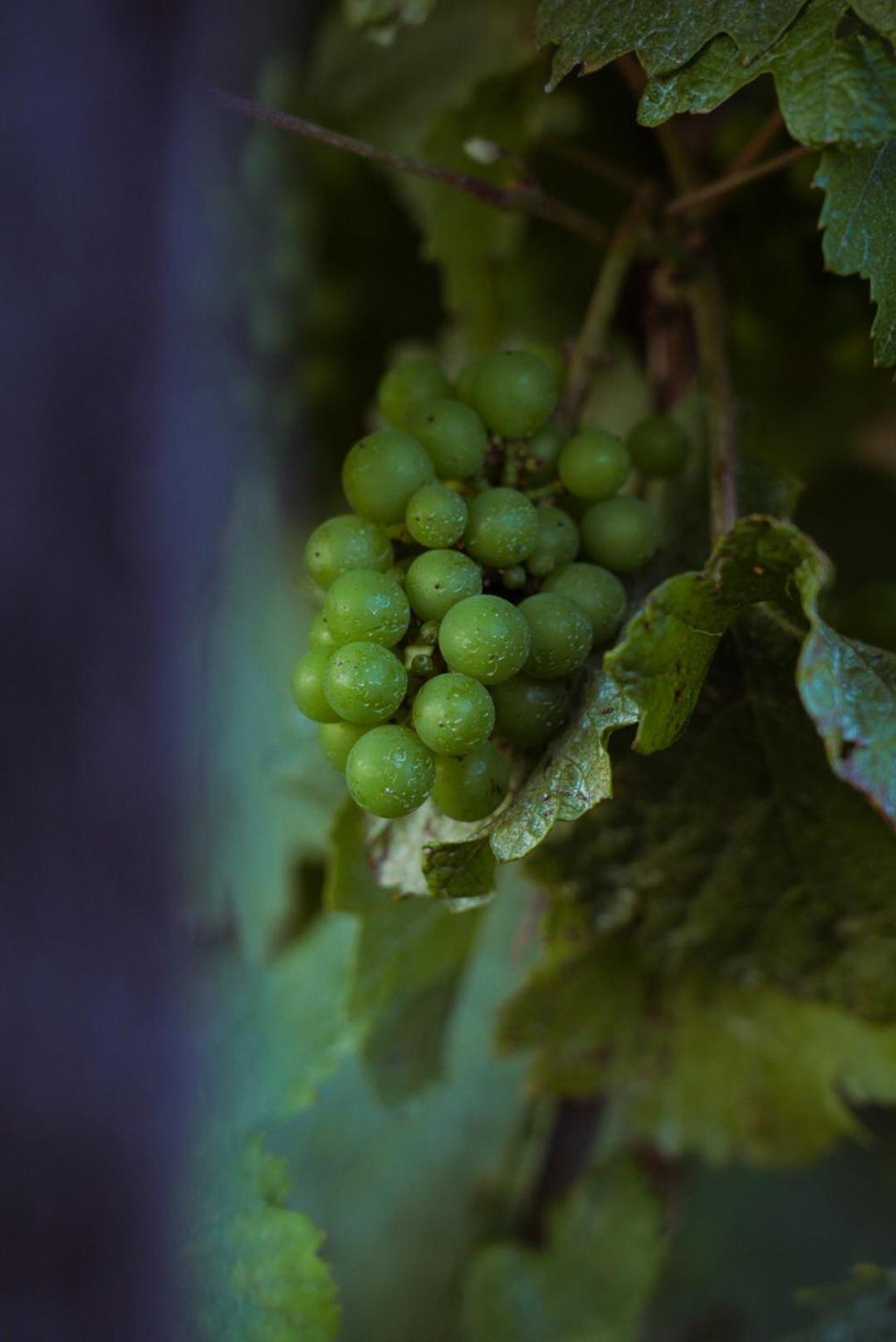 Pikol Lake Village Wine Estate Нова-Горица Экстерьер фото